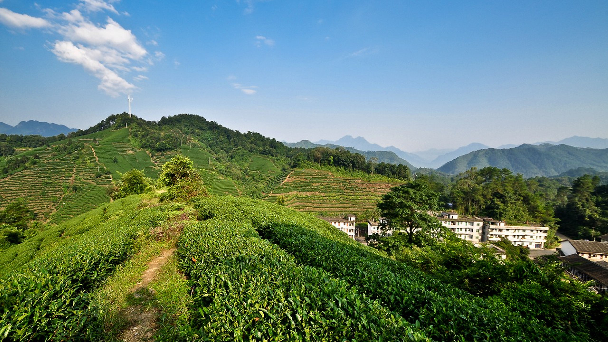Chinese Tea Mountain & Tea Farm